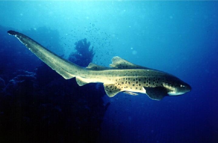 Coll EG 007.jpg